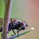 Illustration for article titled 134 Terrifying Close-Ups Of Bugs